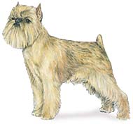 Brussels Griffon
